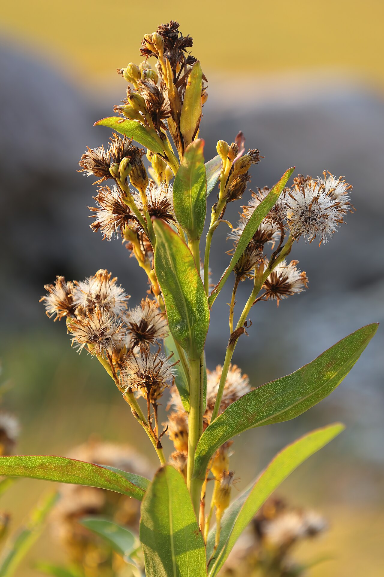 Seaside goldenrod seed heads at Parc national du Bic, Québec.