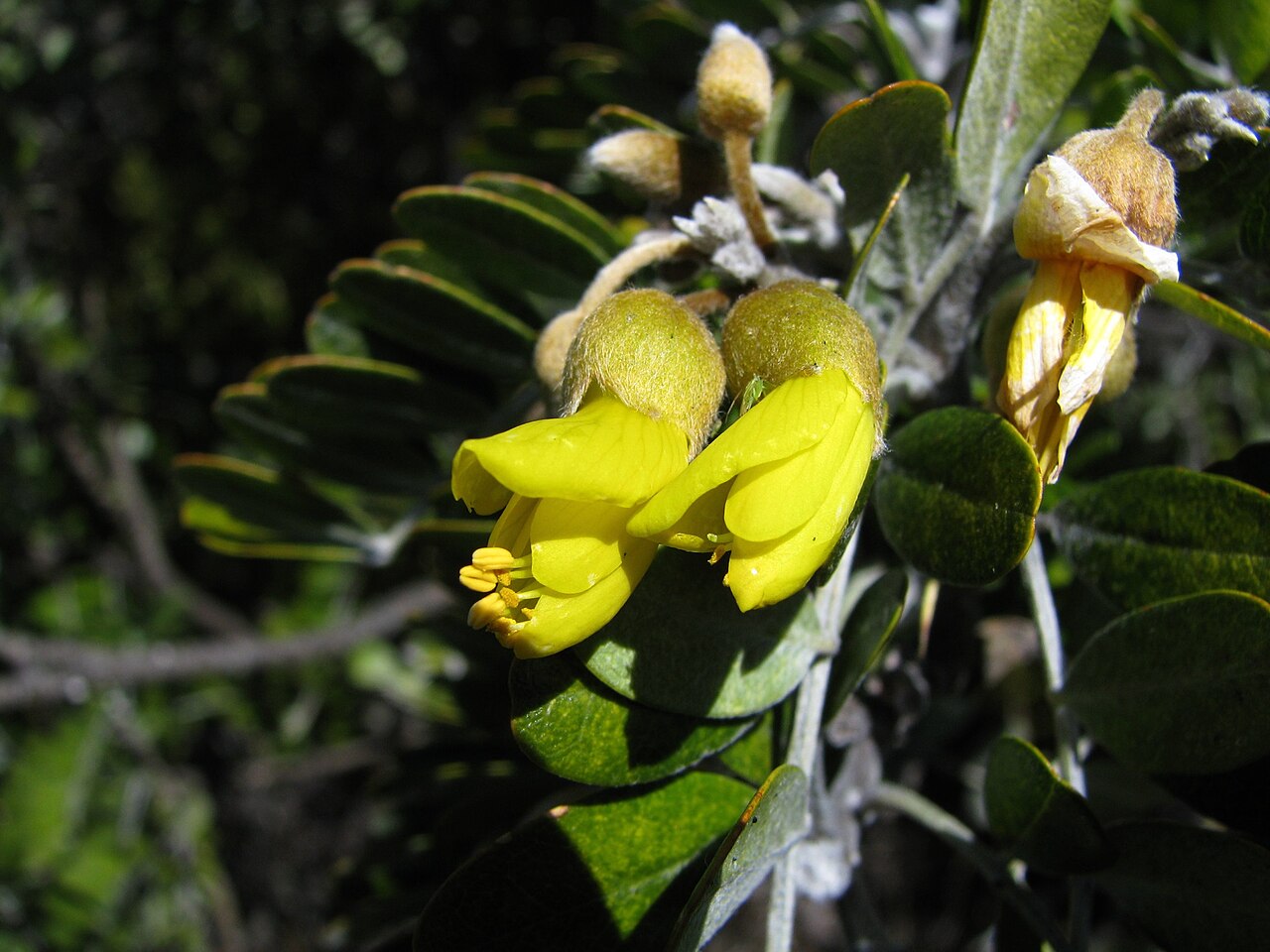 Māmane (Sophora chrysophylla) - PlantNative.org Yellow māmane flowers and compound leaves