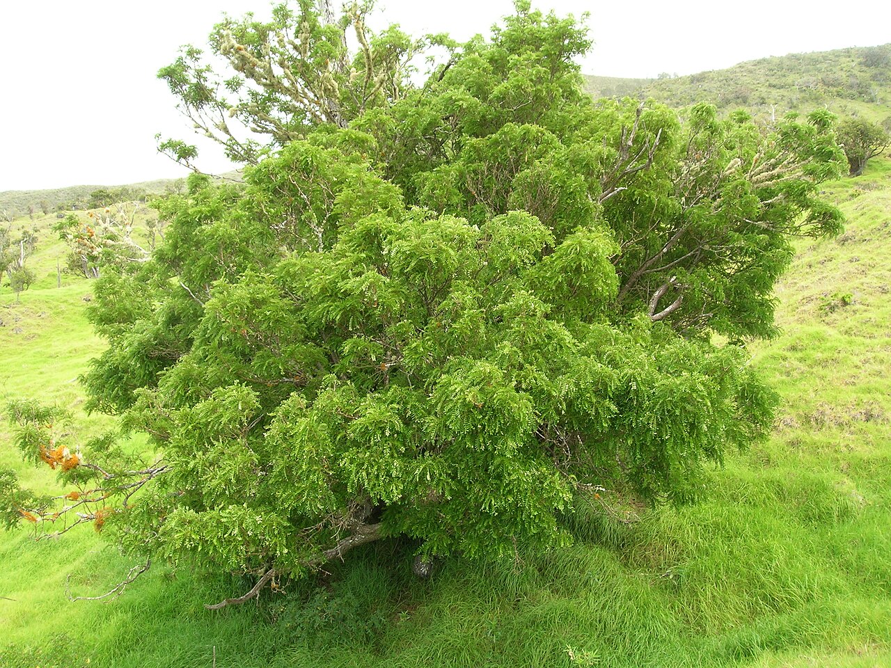 Māmane (Sophora chrysophylla) - PlantNative.org Māmane tree with its rounded leafy canopy