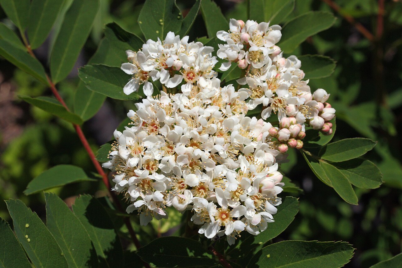 Sitka Mountain-ash (Sorbus sitchensis) - PlantNative.org White flower cluster and rounded leaflets of Sitka mountain-ash.