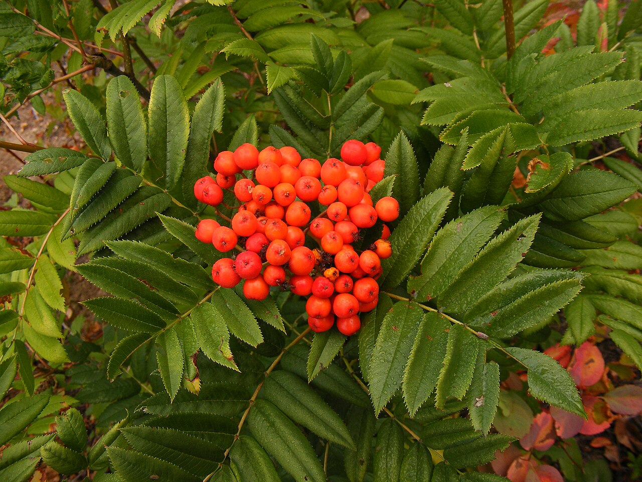 Sitka Mountain-ash (Sorbus sitchensis) - PlantNative.org Leaves and red fruit of Sorbus sitchensis in the Selkirk Mountains of northern Idaho.