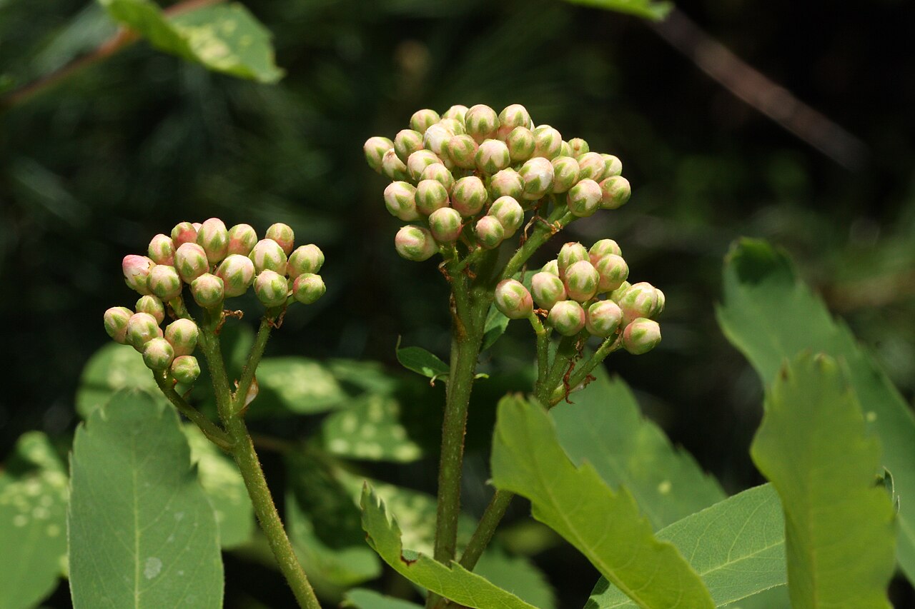 Sitka Mountain-ash (Sorbus sitchensis) - PlantNative.org Developing flower buds on Sitka mountain-ash.