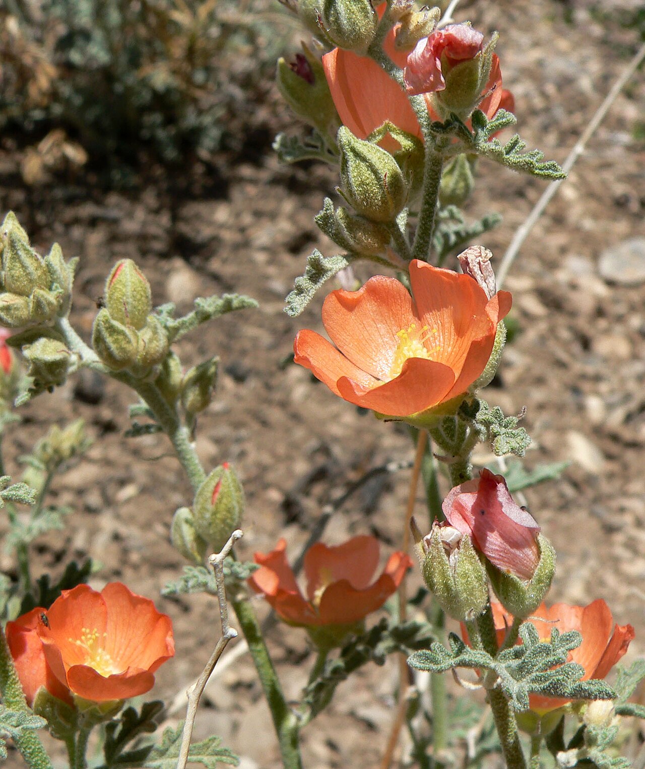Gooseberryleaf Globemallow (Sphaeralcea grossulariifolia) - PlantNative.org Orange flowers in the Spring Mountains of southern Nevada.