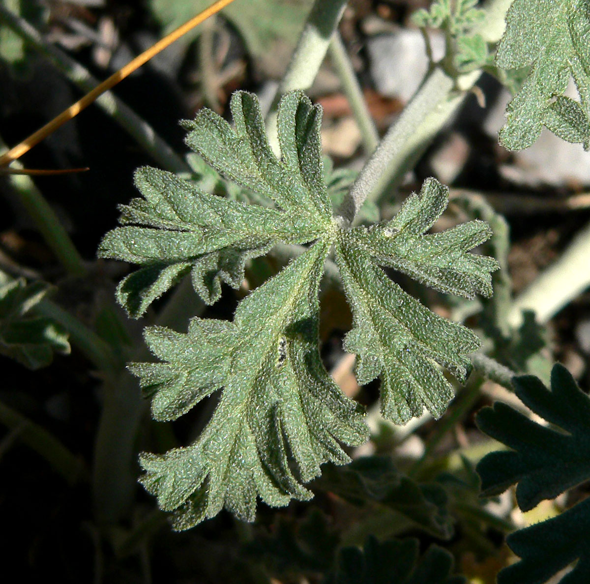 Gooseberryleaf Globemallow (Sphaeralcea grossulariifolia) - PlantNative.org Deeply lobed leaf of material historically called subspecies pedata, now included within the species.