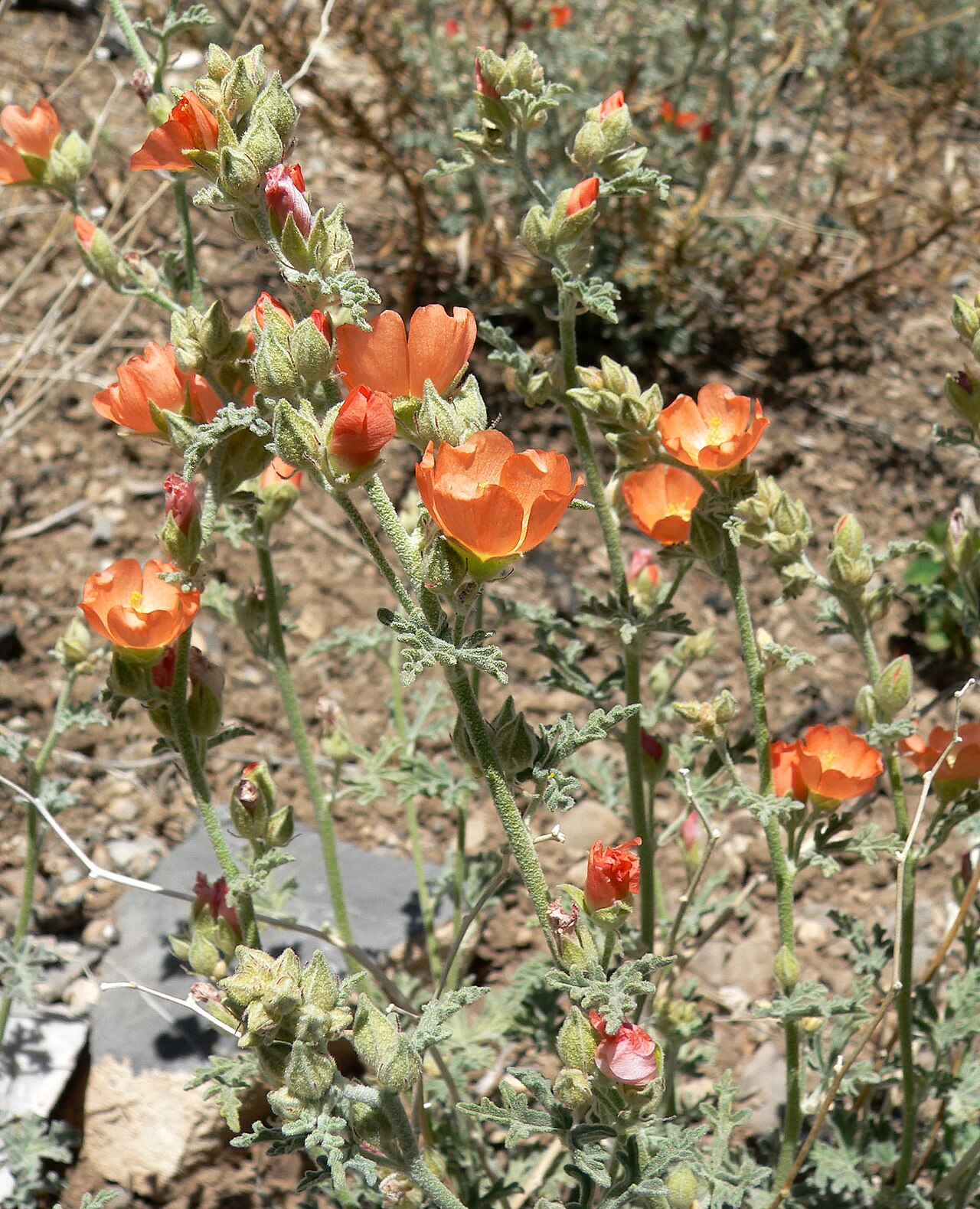 Gooseberryleaf Globemallow (Sphaeralcea grossulariifolia) - PlantNative.org Flowering stems and gray-green foliage on open Nevada ground.