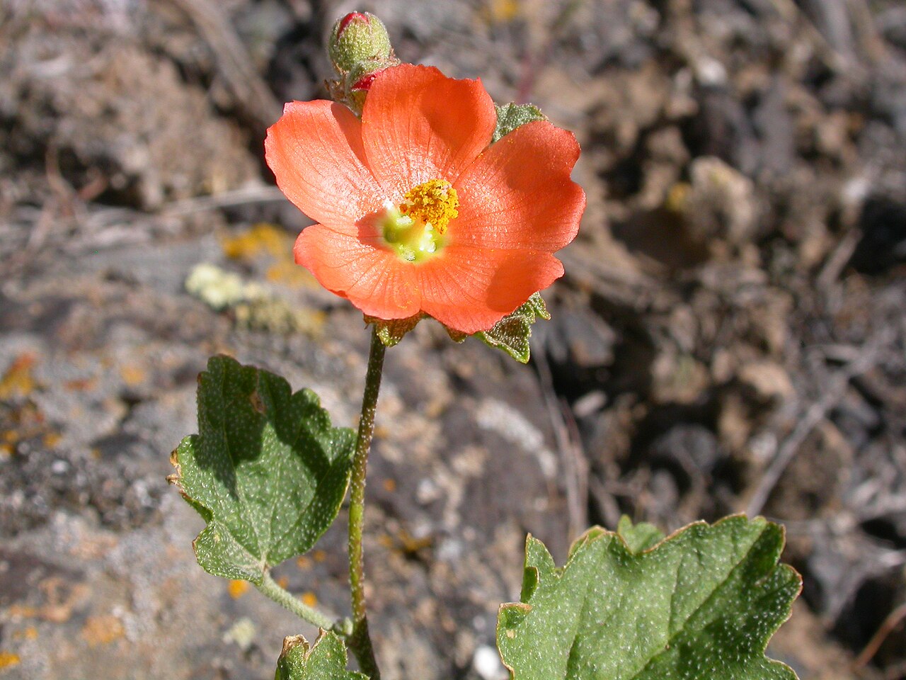 Orange globemallow flower and toothed leaves in Bingham County, Idaho.