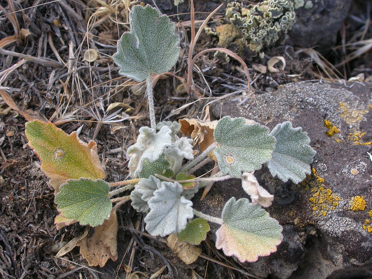 Gray-green hairy foliage of Munro’s globemallow late in the growing season.
