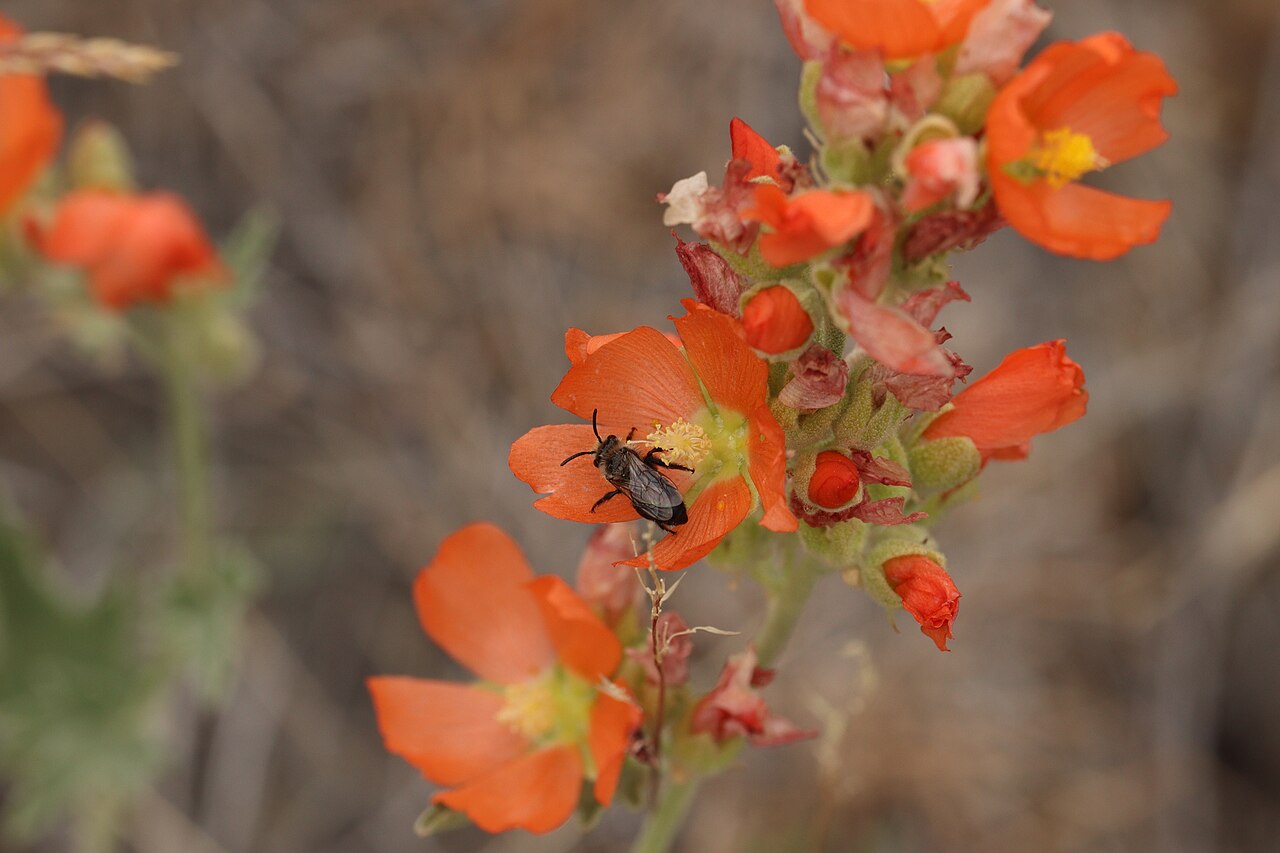 A globemallow bee visits orange globemallow near Park Lake, Washington.