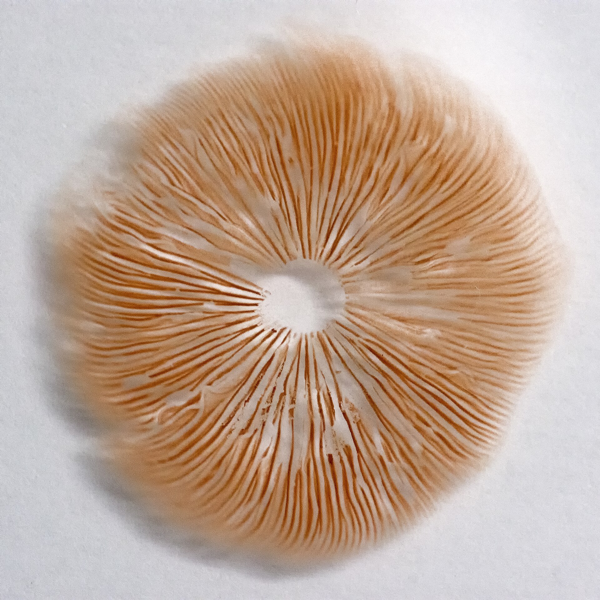 What is a Toadstool? A Clear and Neutral Explanation - PlantNative.org Pinkish-brown mushroom spore print on white paper showing radiating gill pattern