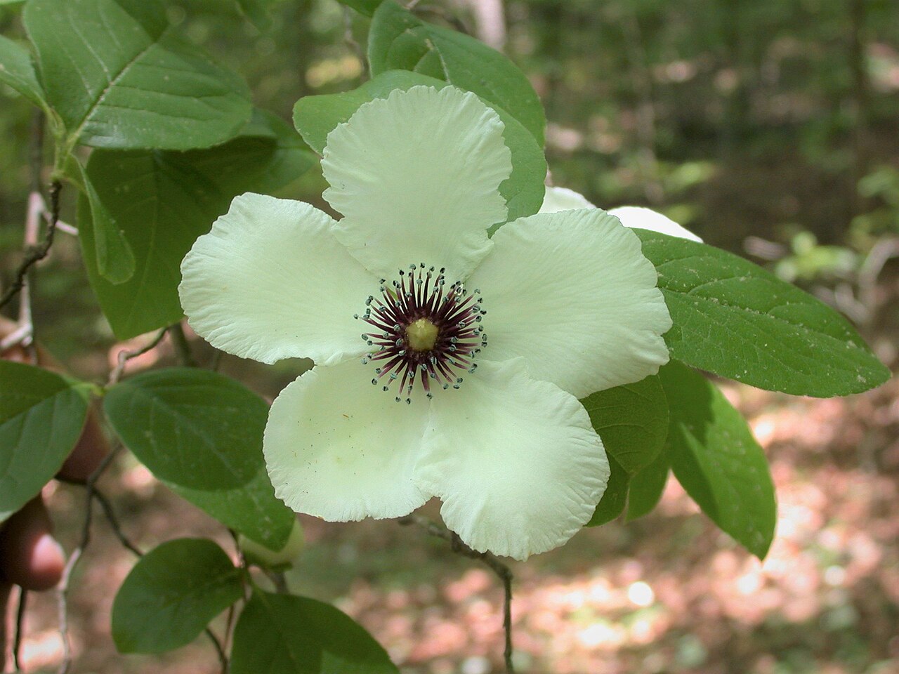 Silky Camellia (Stewartia malacodendron) - PlantNative.org Silky camellia flower with purple stamens and blue anthers, photographed near Liberty, Mississippi.