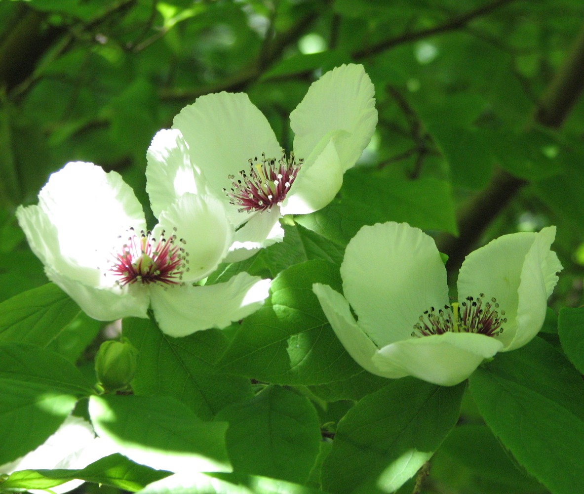 Silky Camellia (Stewartia malacodendron) - PlantNative.org Silky camellia flowers on a cultivated plant at Pirianda Garden, Australia; a horticultural photograph, not native-range evidence.