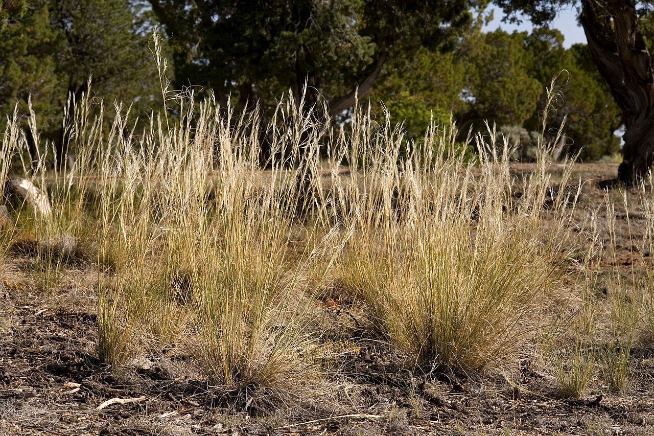 Needle-and-Thread Grass (Hesperostipa comata) - PlantNative.org Needle-and-thread clumps at La Junta Point, Taos County, New Mexico.