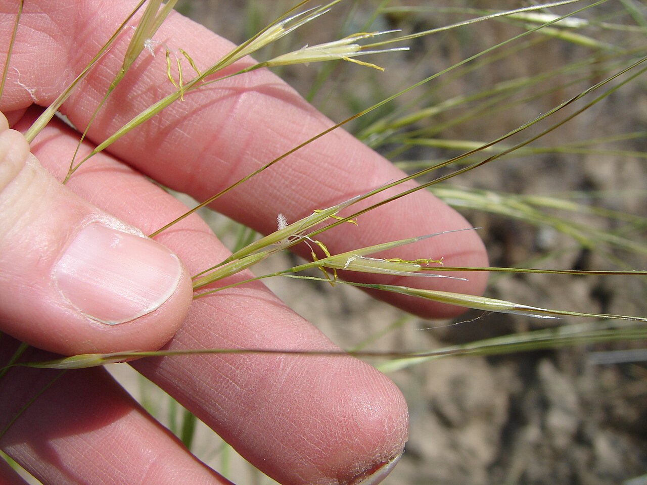 Needle-and-Thread Grass (Hesperostipa comata) - PlantNative.org A close view of needle-and-thread florets and long awns, photographed in Idaho.
