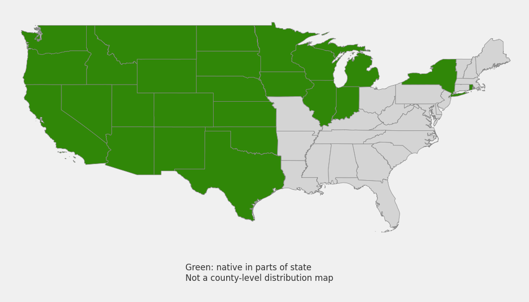 State-level native range of Hesperostipa comata