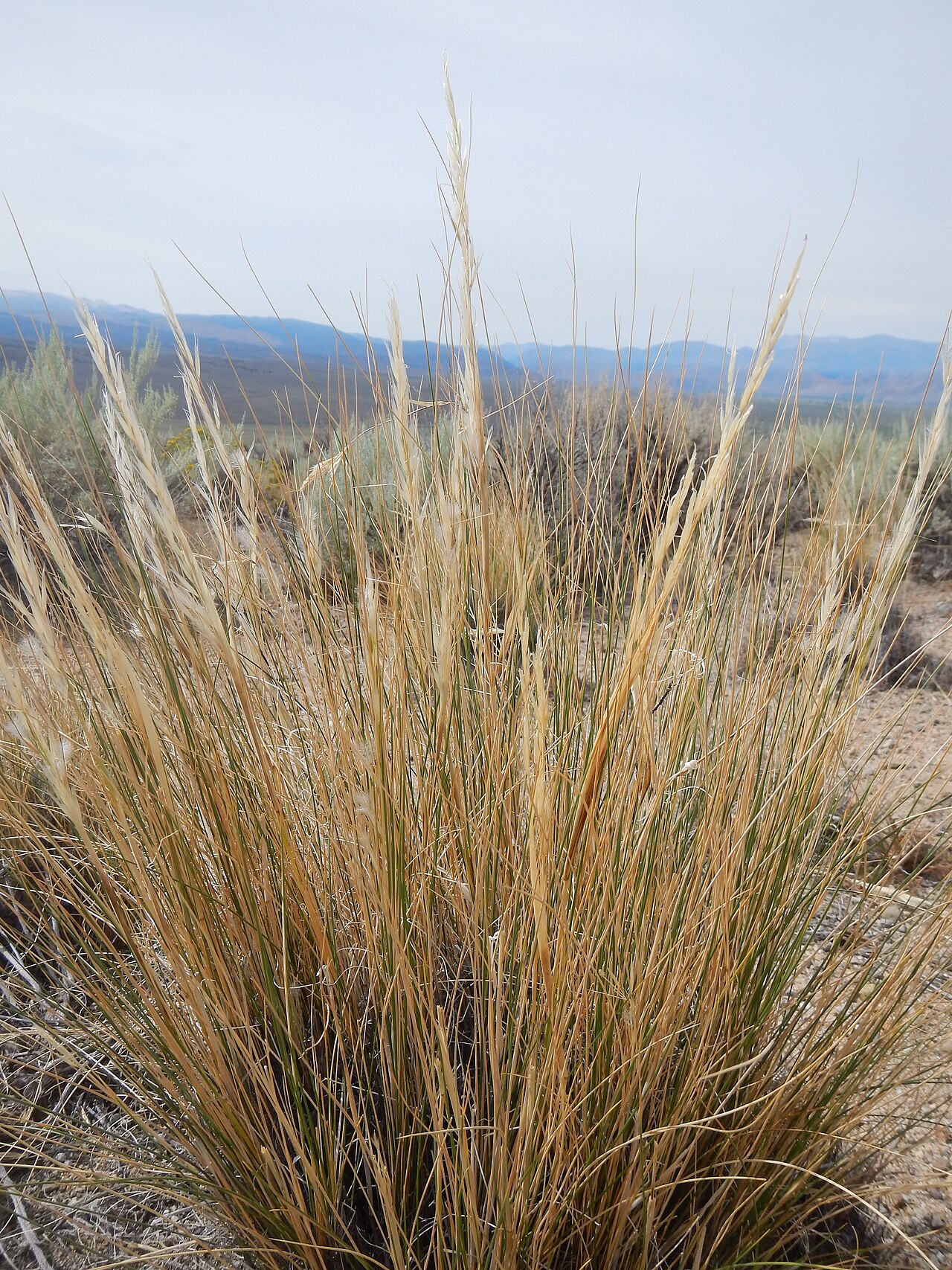 Desert Needlegrass (Pappostipa speciosa) - PlantNative.org Desert needlegrass forms a dense bunch with pale, upright seed stalks near Topaz Lake.