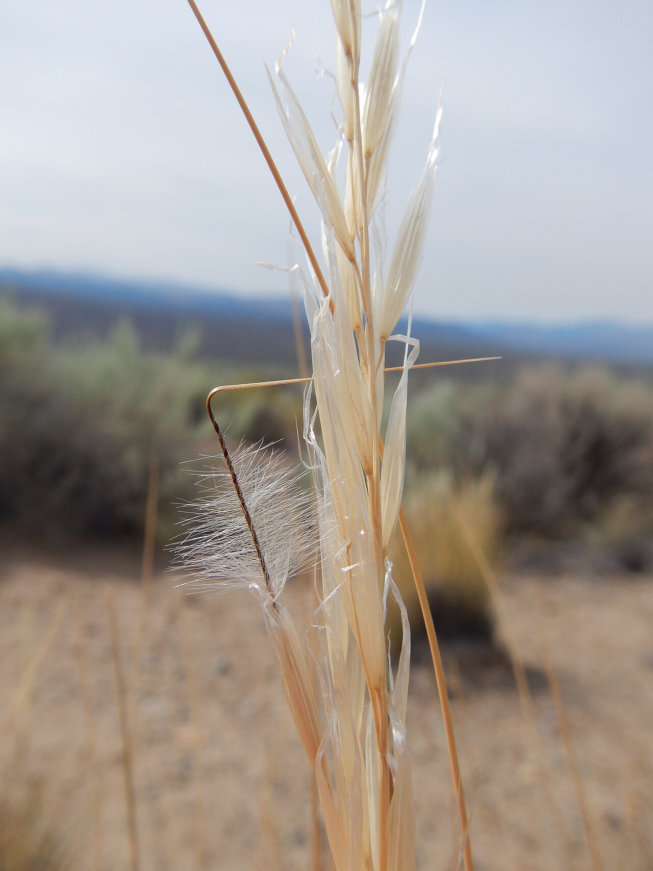 Desert Needlegrass (Pappostipa speciosa) - PlantNative.org A close view shows the long hairs below the bend in the desert needlegrass awn.