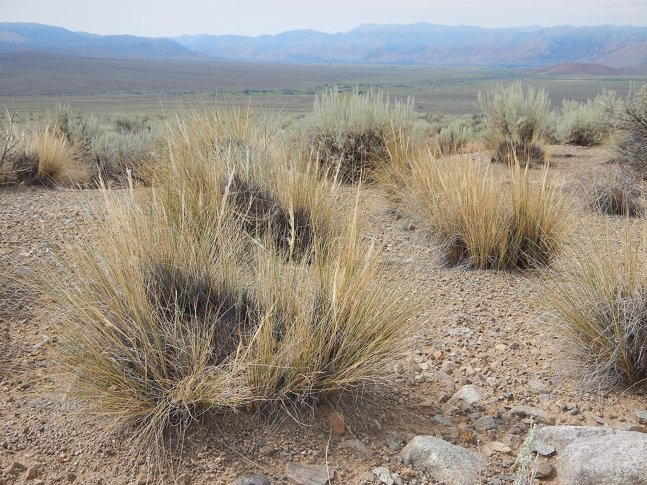 Desert Needlegrass (Pappostipa speciosa) - PlantNative.org Desert needlegrass bunches among sagebrush on open, rocky ground near Topaz Lake.