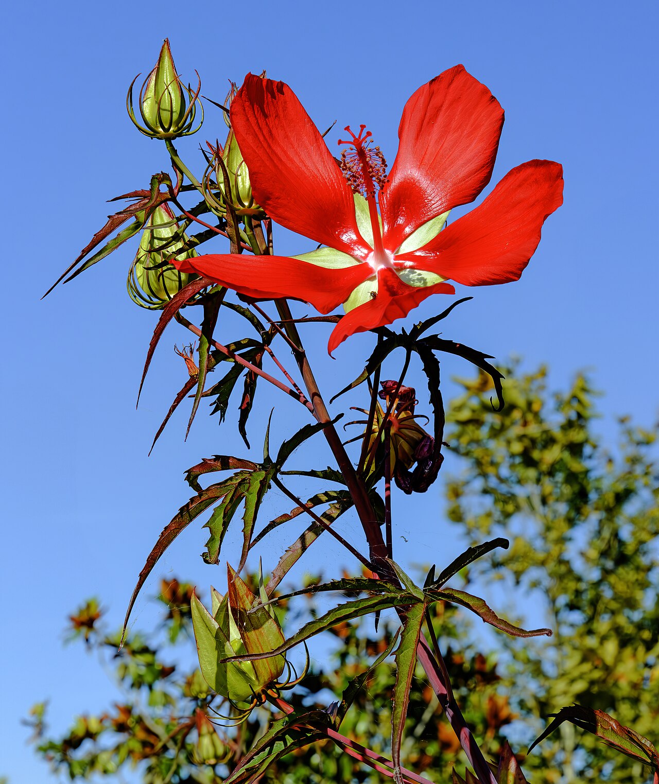 Swamp Hibiscus (Hibiscus coccineus): buds cutleaf foliage