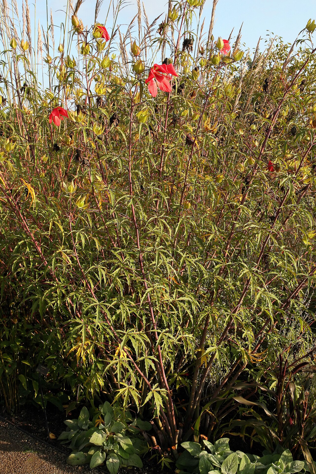 Swamp Hibiscus (Hibiscus coccineus): clump habit