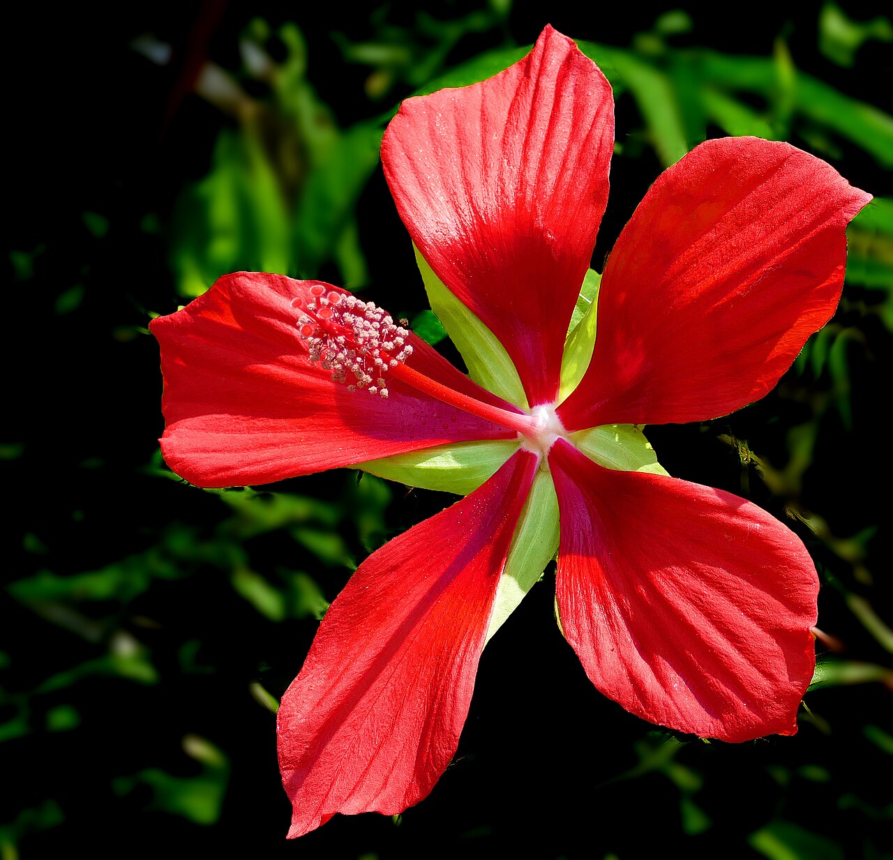 Swamp Hibiscus (Hibiscus coccineus): hero scarlet flower