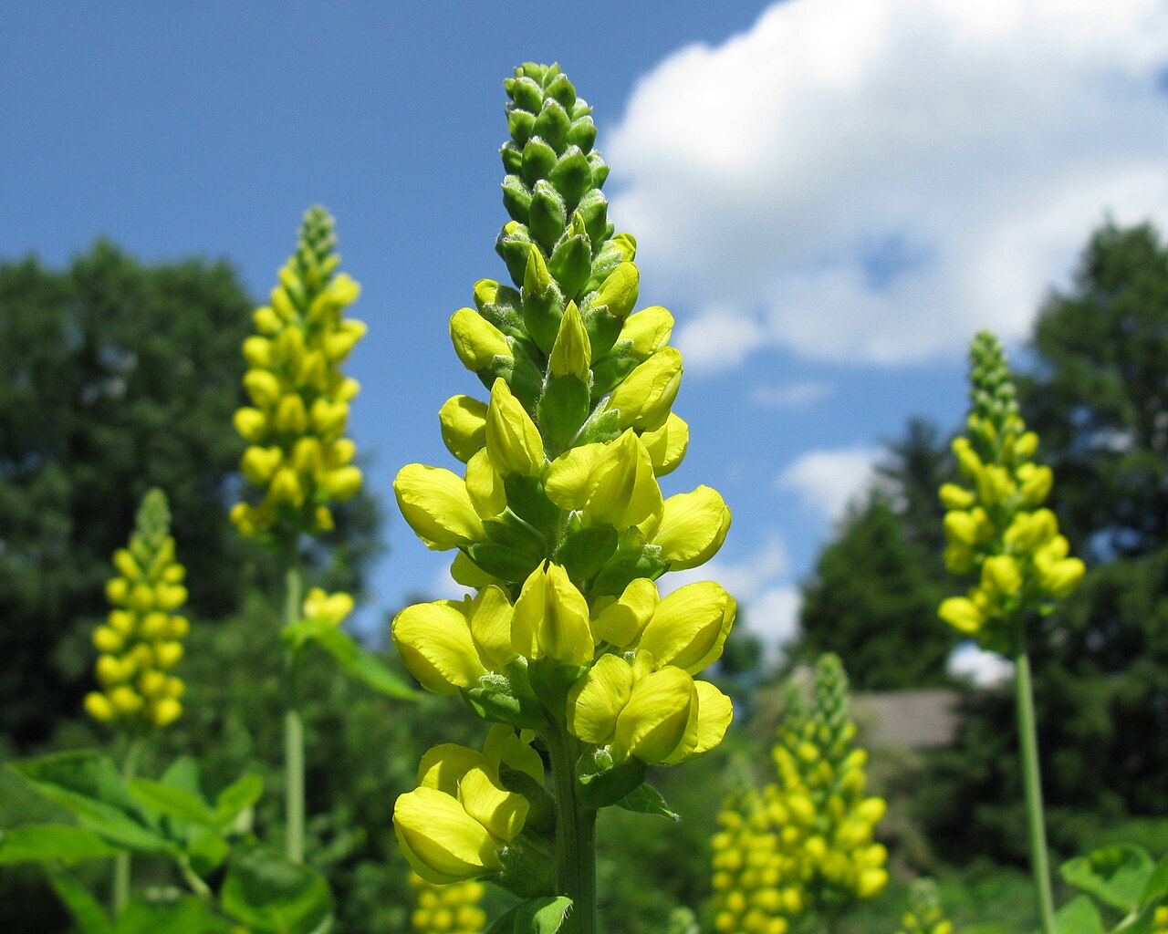 Yellow flower spikes of Carolina lupine, Thermopsis villosa.