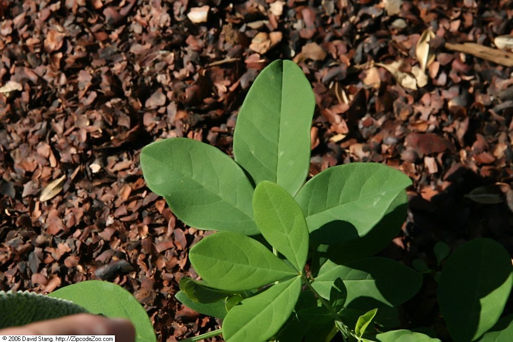 Three-part foliage and leaf attachments of Carolina lupine in cultivation.