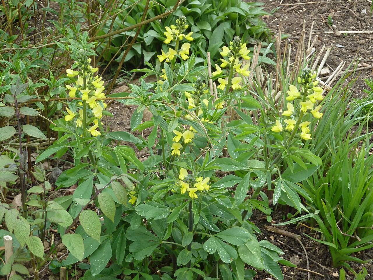 Carolina lupine showing upright flowering stems and leafy growth.