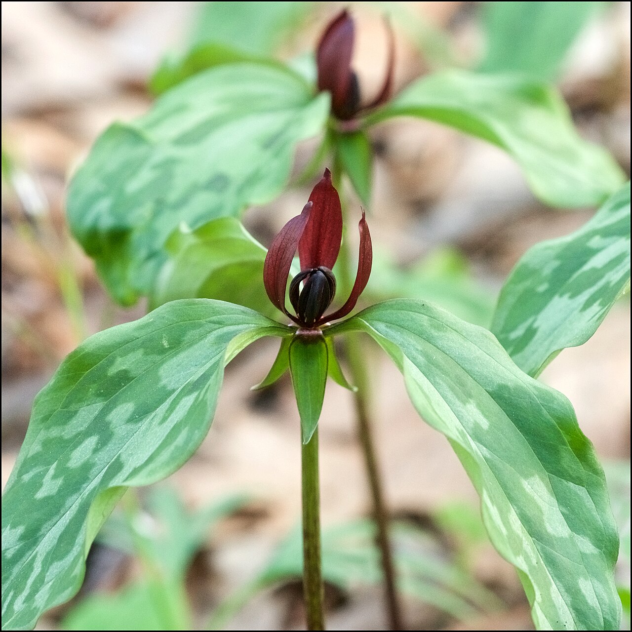 Trillium recurvatum flowers