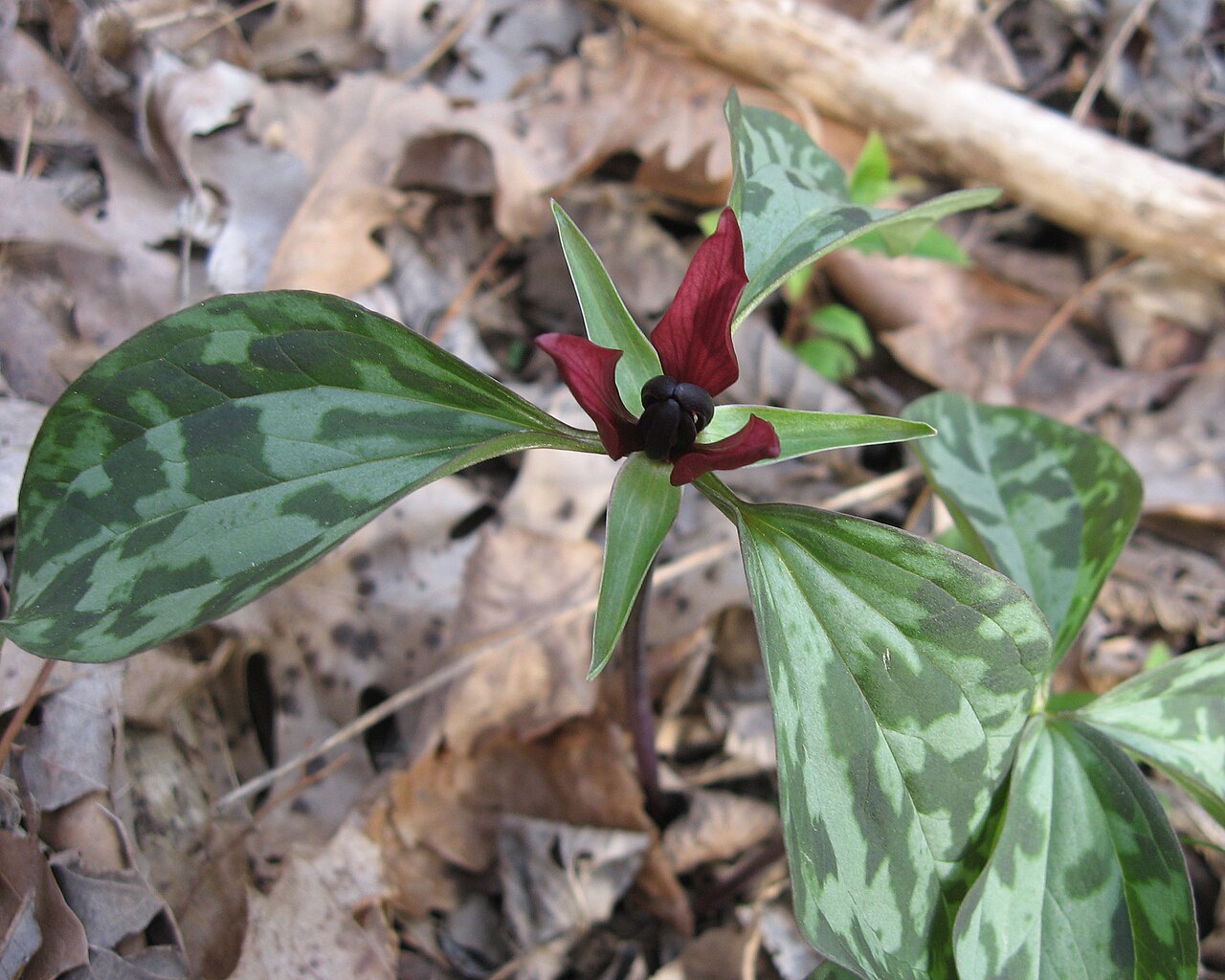 Trillium recurvatum foliage and growth habit