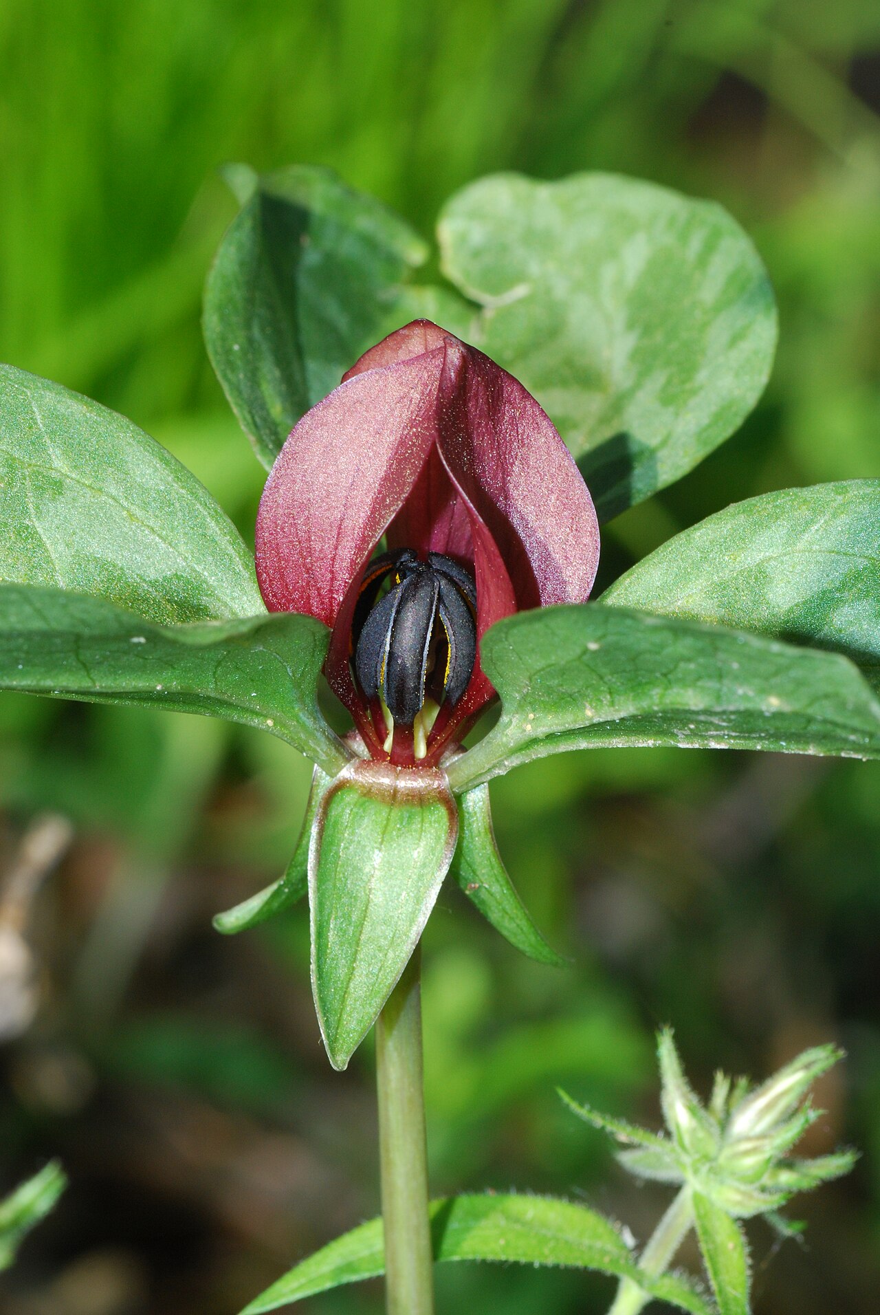Trillium recurvatum growth and seasonal features