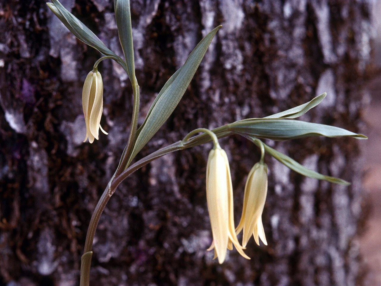 Pale hanging flowers of sessile-leaved bellwort at Wayah Gap, North Carolina.