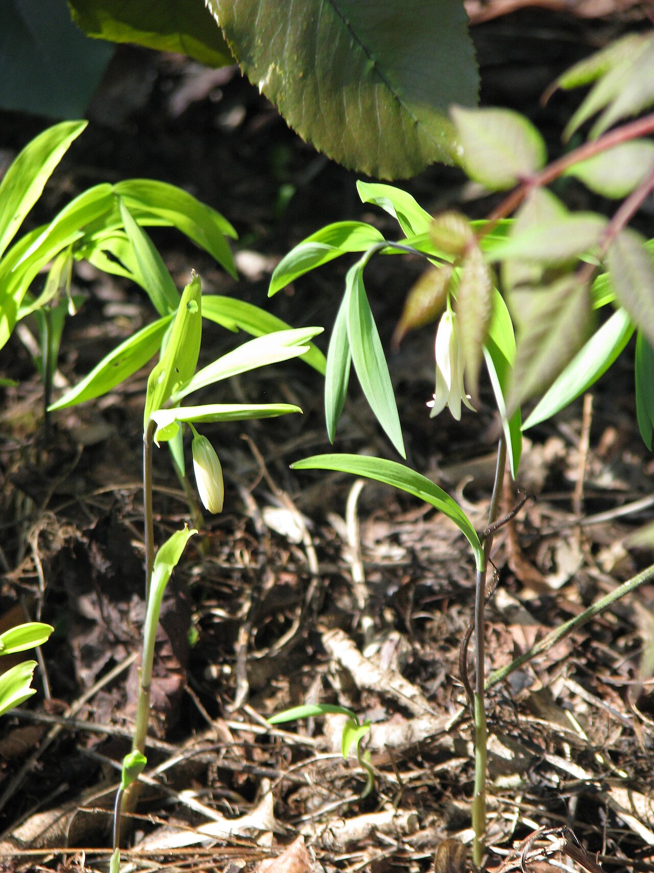 Wild-oats stems, stalkless leaves, and spring flowers.