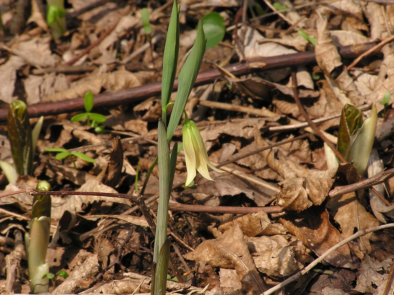 A close view of wild-oats; the emerging plants behind it are mayapples, not bellwort seedlings.