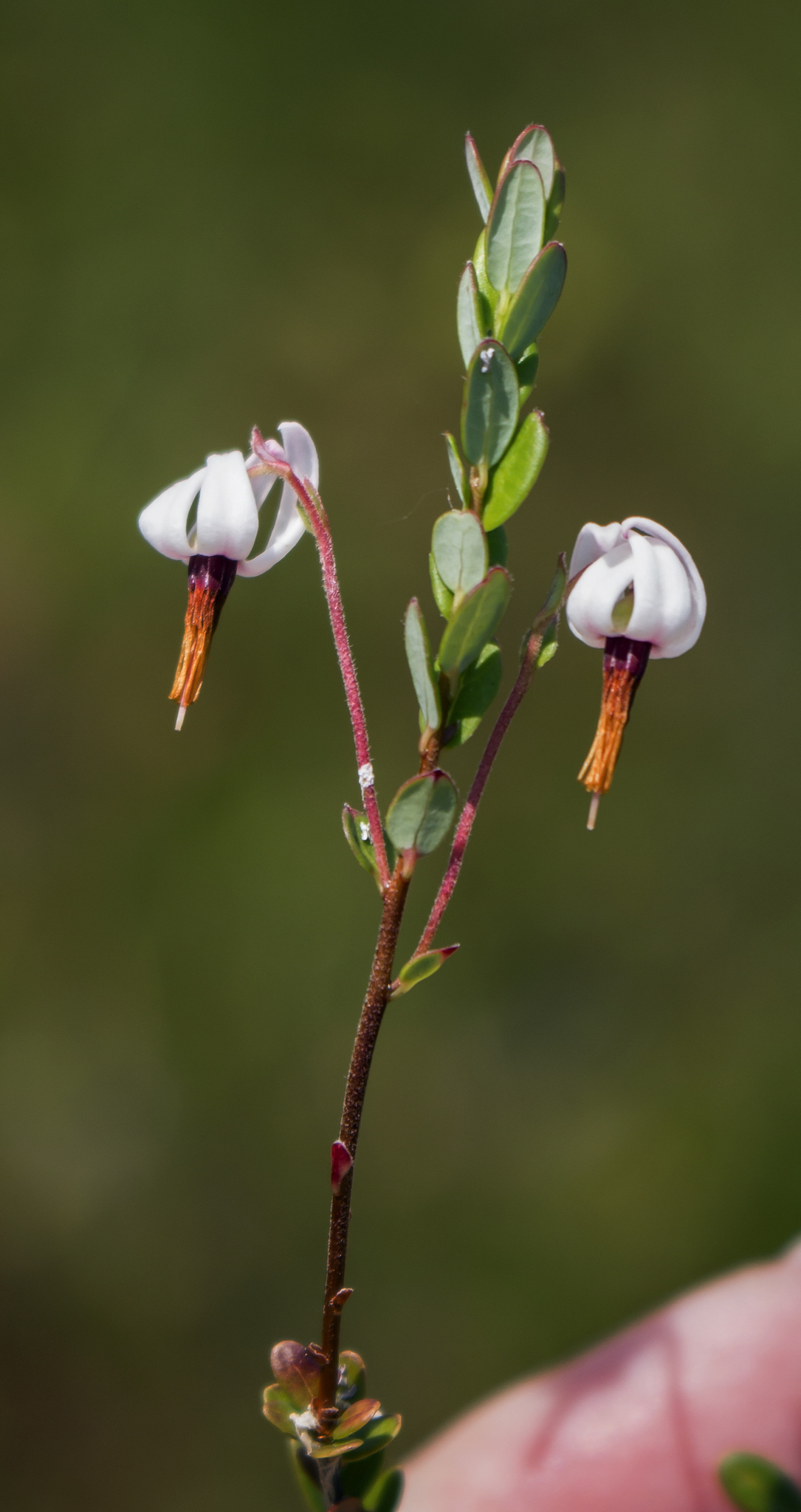 American Cranberry (Vaccinium macrocarpon) - PlantNative.org The flowers of Vaccinium macrocarpon