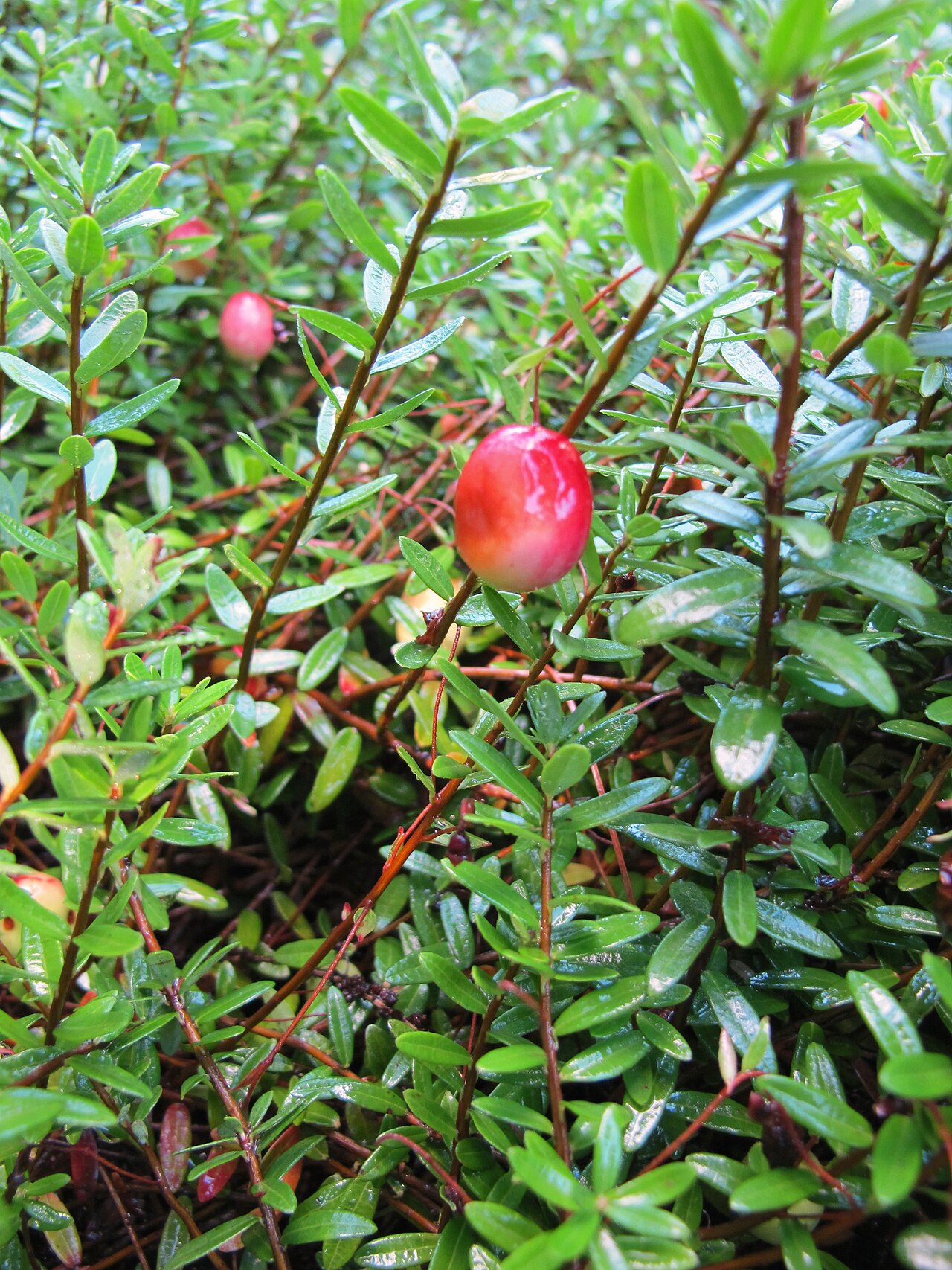 American Cranberry (Vaccinium macrocarpon) - PlantNative.org Vaccinium macrocarpon (large-fruited cranberry) at New York Botanical Garden