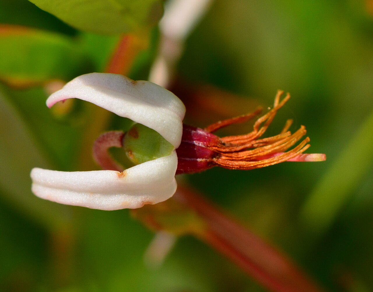 American Cranberry (Vaccinium macrocarpon) - PlantNative.org Haymeadow Flowage