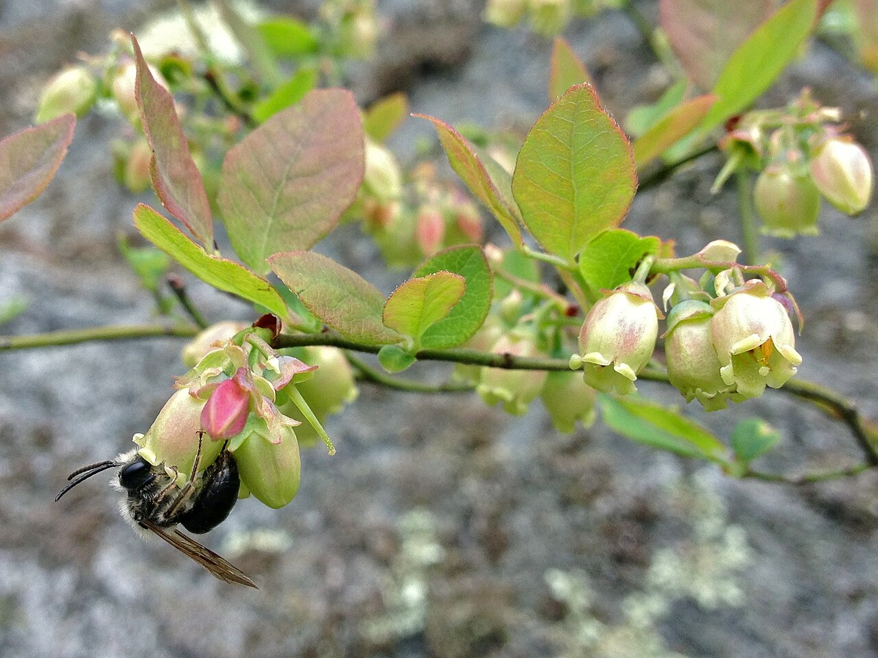 Early Lowbush Blueberry (Vaccinium pallidum) - PlantNative.org Vaccinium pallidum flowers