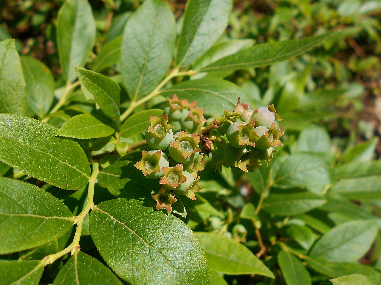 Early Lowbush Blueberry (Vaccinium pallidum) - PlantNative.org Vaccinium pallidum foliage and growth habit