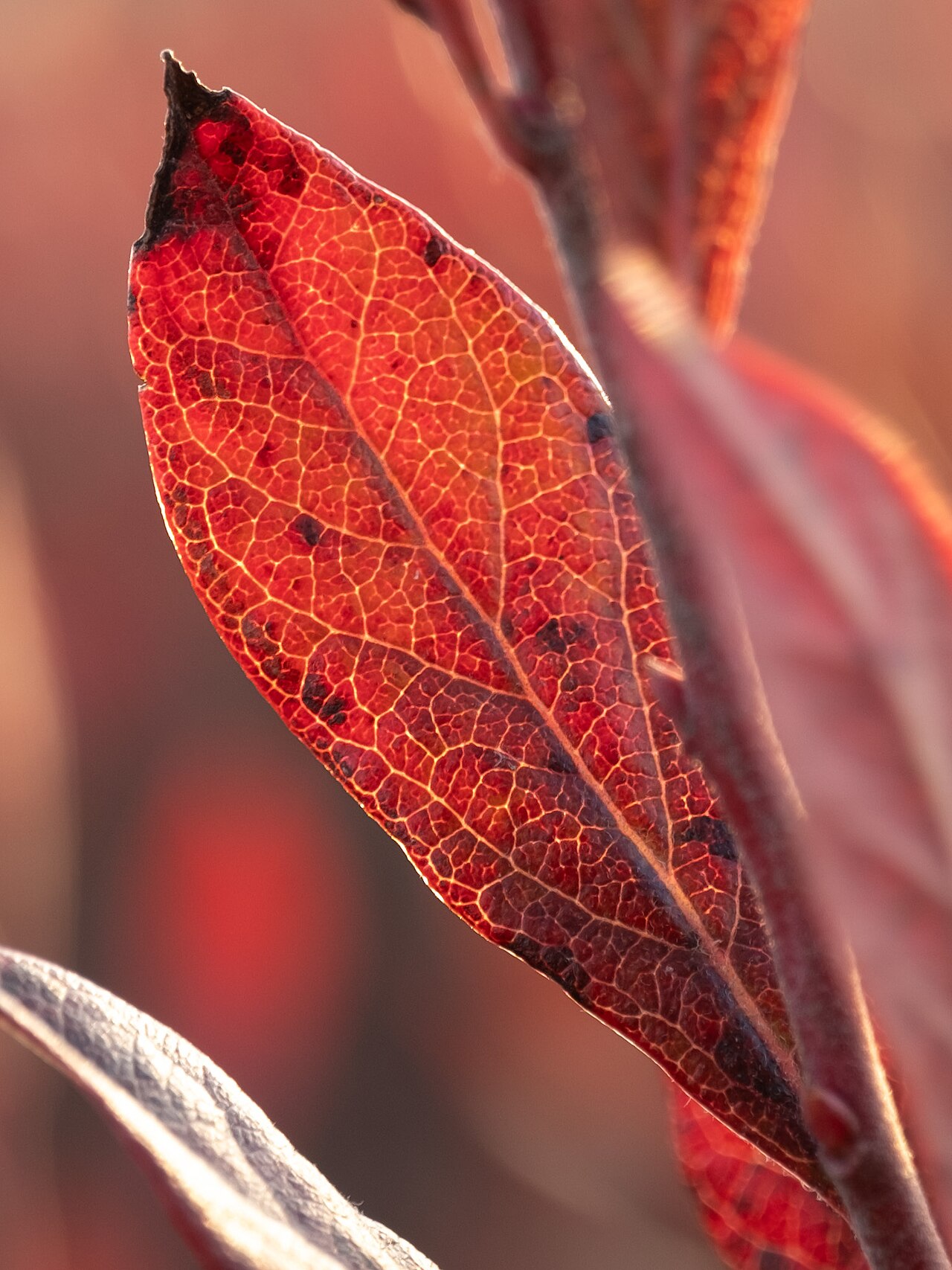 Early Lowbush Blueberry (Vaccinium pallidum) - PlantNative.org Vaccinium pallidum growth and seasonal features