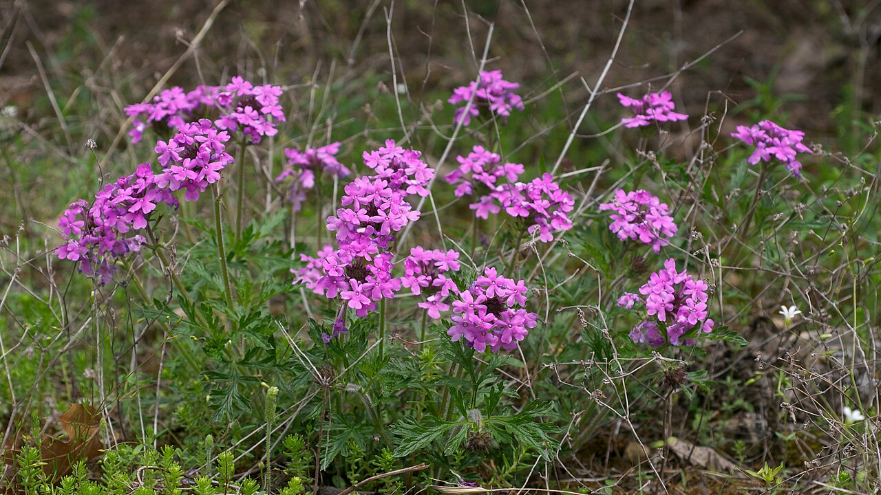Rose Vervain (Glandularia canadensis) - PlantNative.org Rose vervain growing at Leatherwood Lake Park, Eureka Springs, Arkansas.