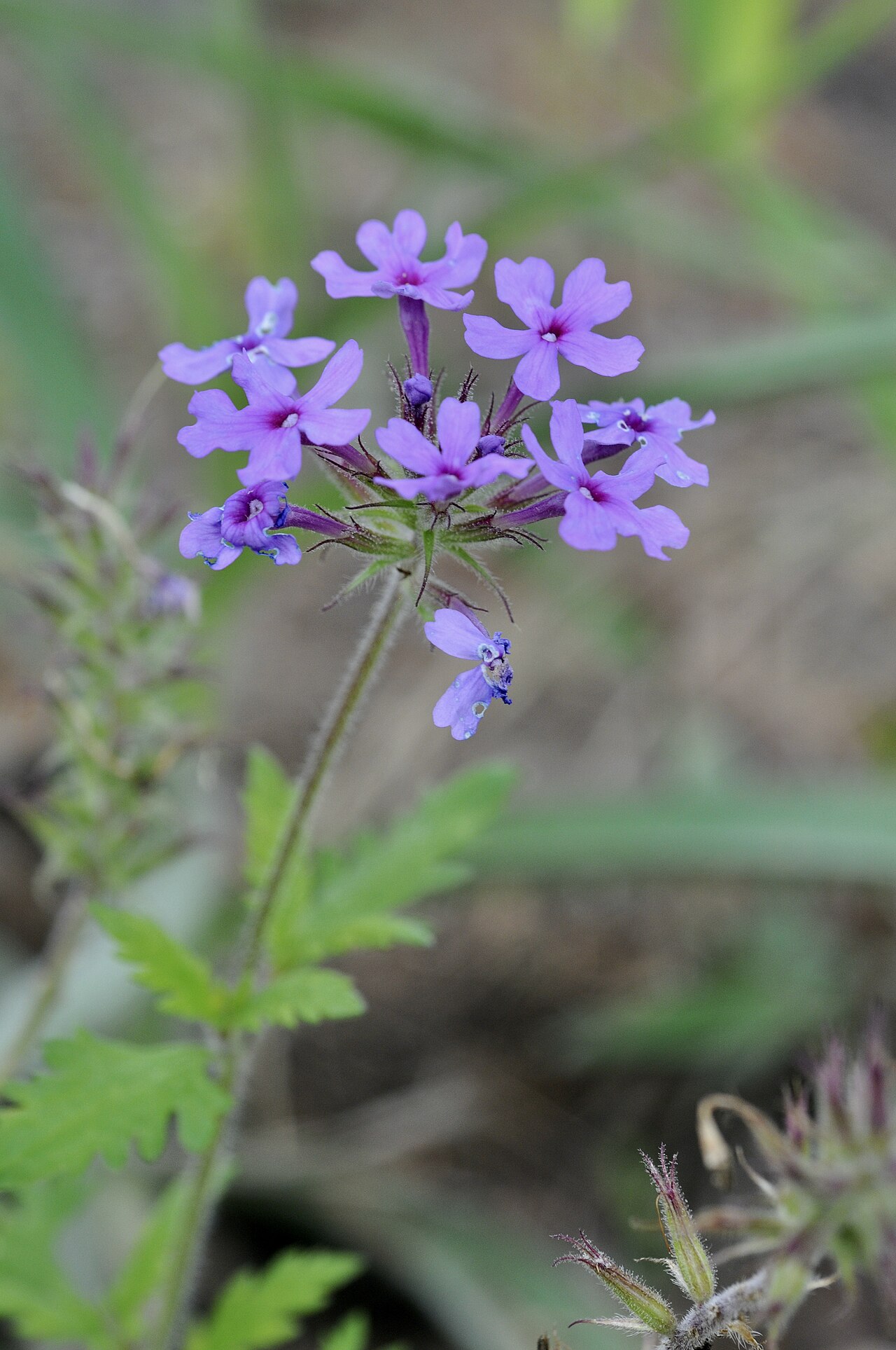 Rose Vervain (Glandularia canadensis) - PlantNative.org Rose vervain flower cluster at Gus Engeling Wildlife Management Area, Texas.