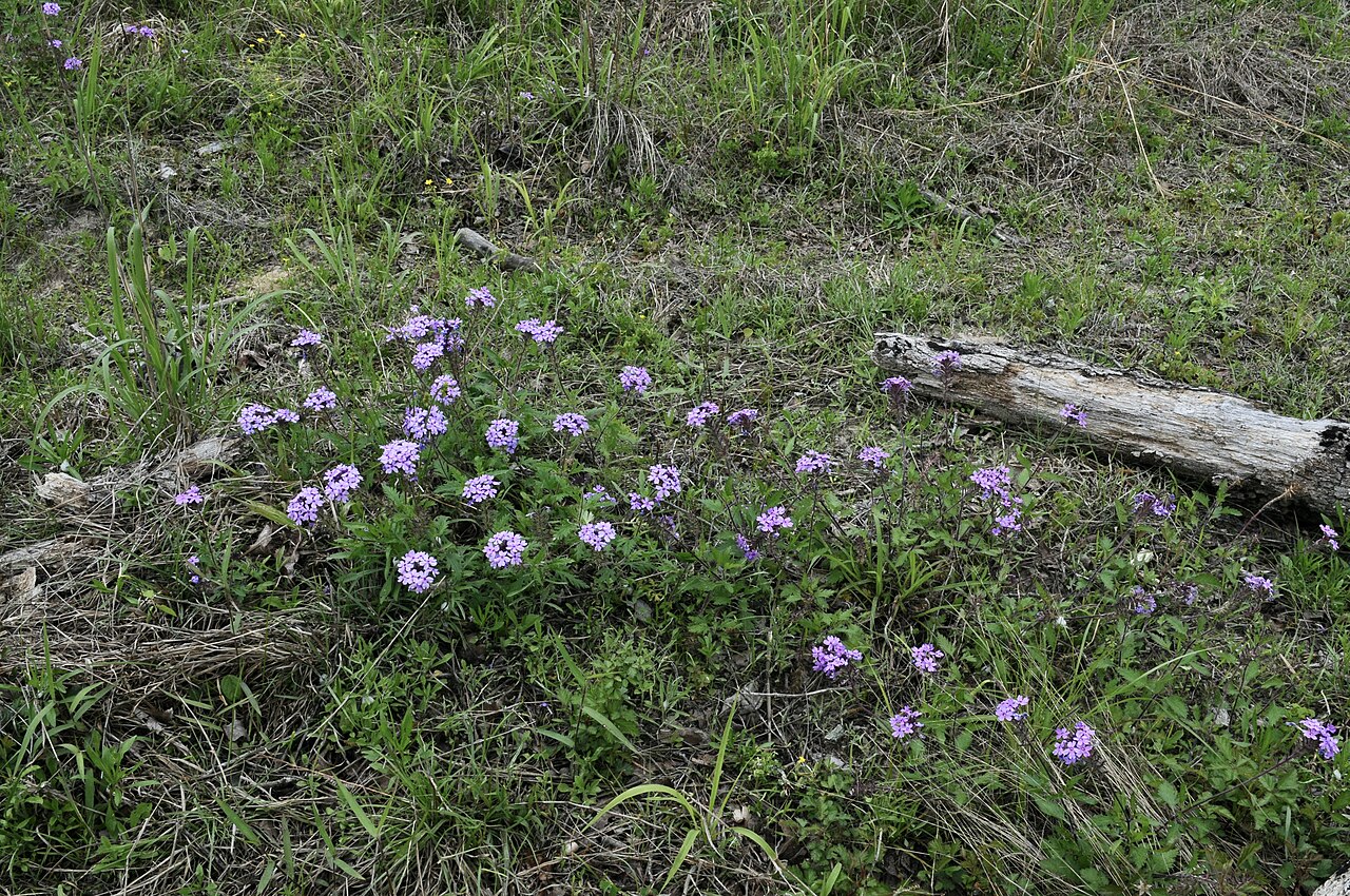 Rose Vervain (Glandularia canadensis) - PlantNative.org Low spreading rose-vervain plants in their Texas habitat.