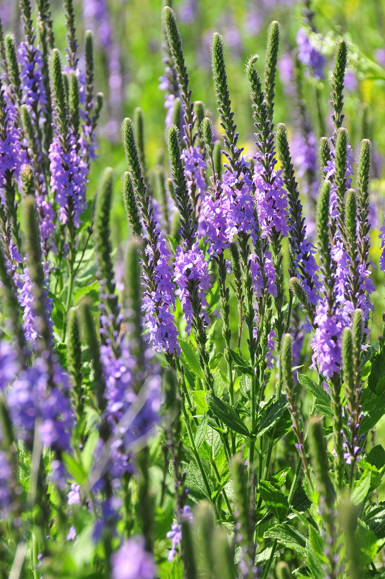 Hoary vervain flower spikes at Lacreek National Wildlife Refuge, South Dakota.