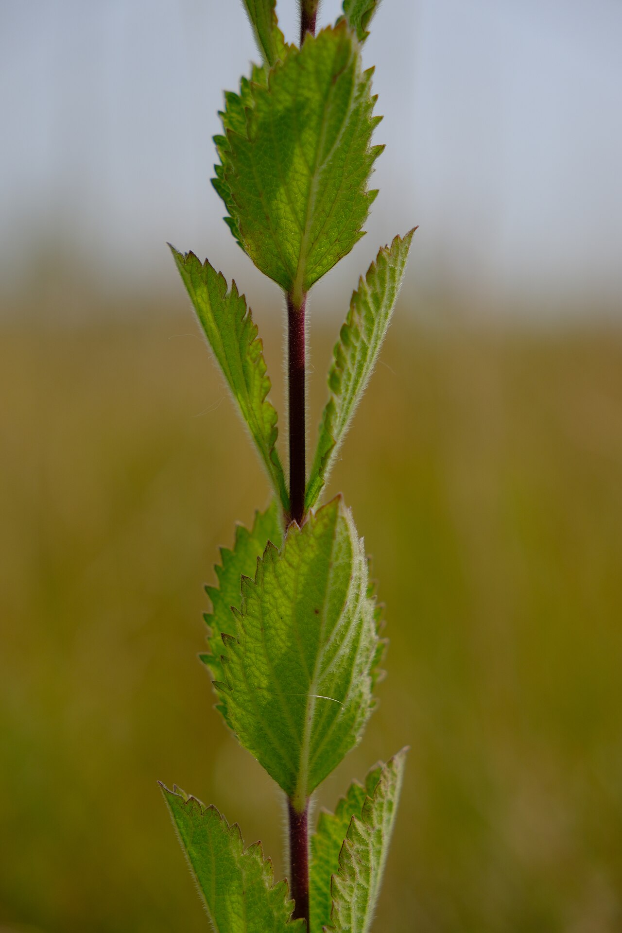 Opposite, toothed and hairy hoary vervain leaves in Minnesota.