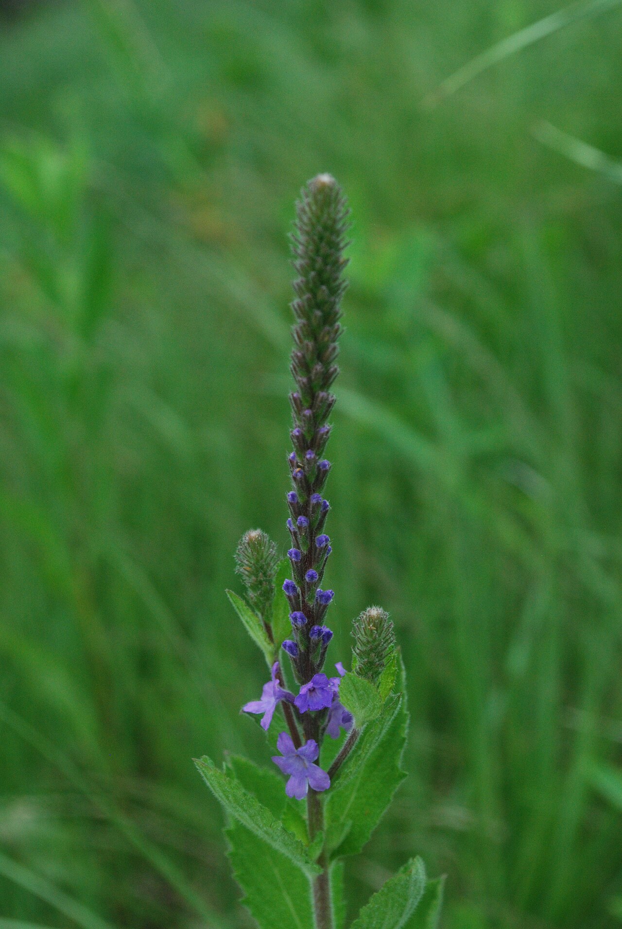 A hoary vervain spike with successive purple flowers at Rush Creek, Wisconsin.
