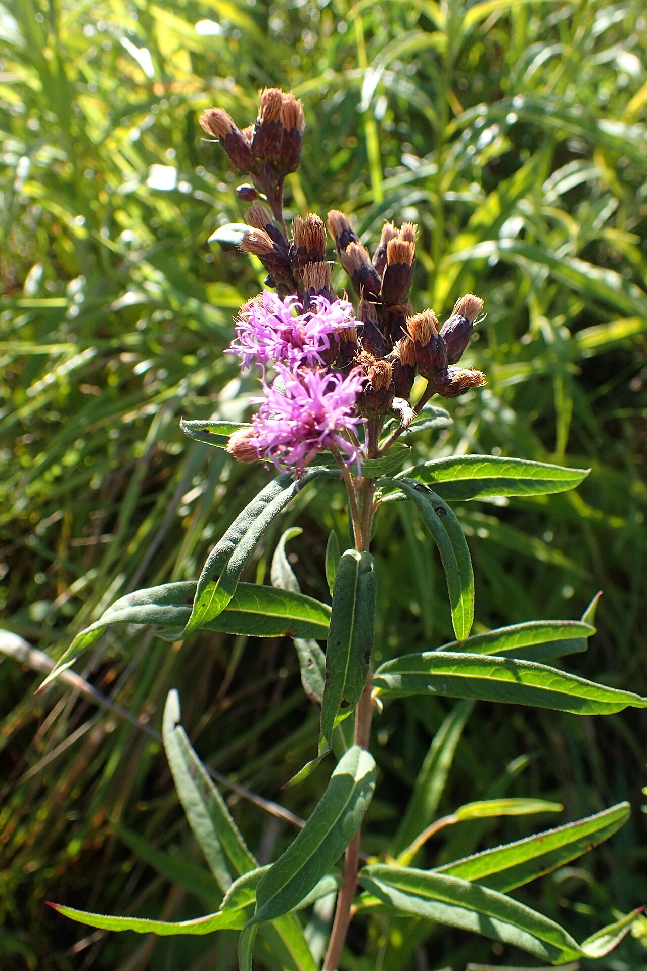 Prairie Ironweed (Vernonia fasciculata) - PlantNative.org Purple flower heads and narrow leaves of prairie ironweed at Chicago Botanic Garden.