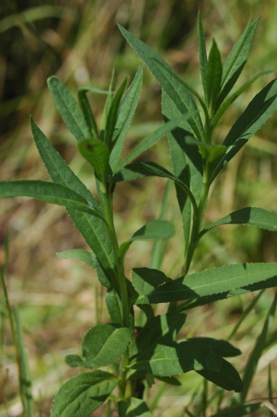 Prairie Ironweed (Vernonia fasciculata) - PlantNative.org Close view of the alternate, toothed leaves and smooth-looking stems of Vernonia fasciculata.