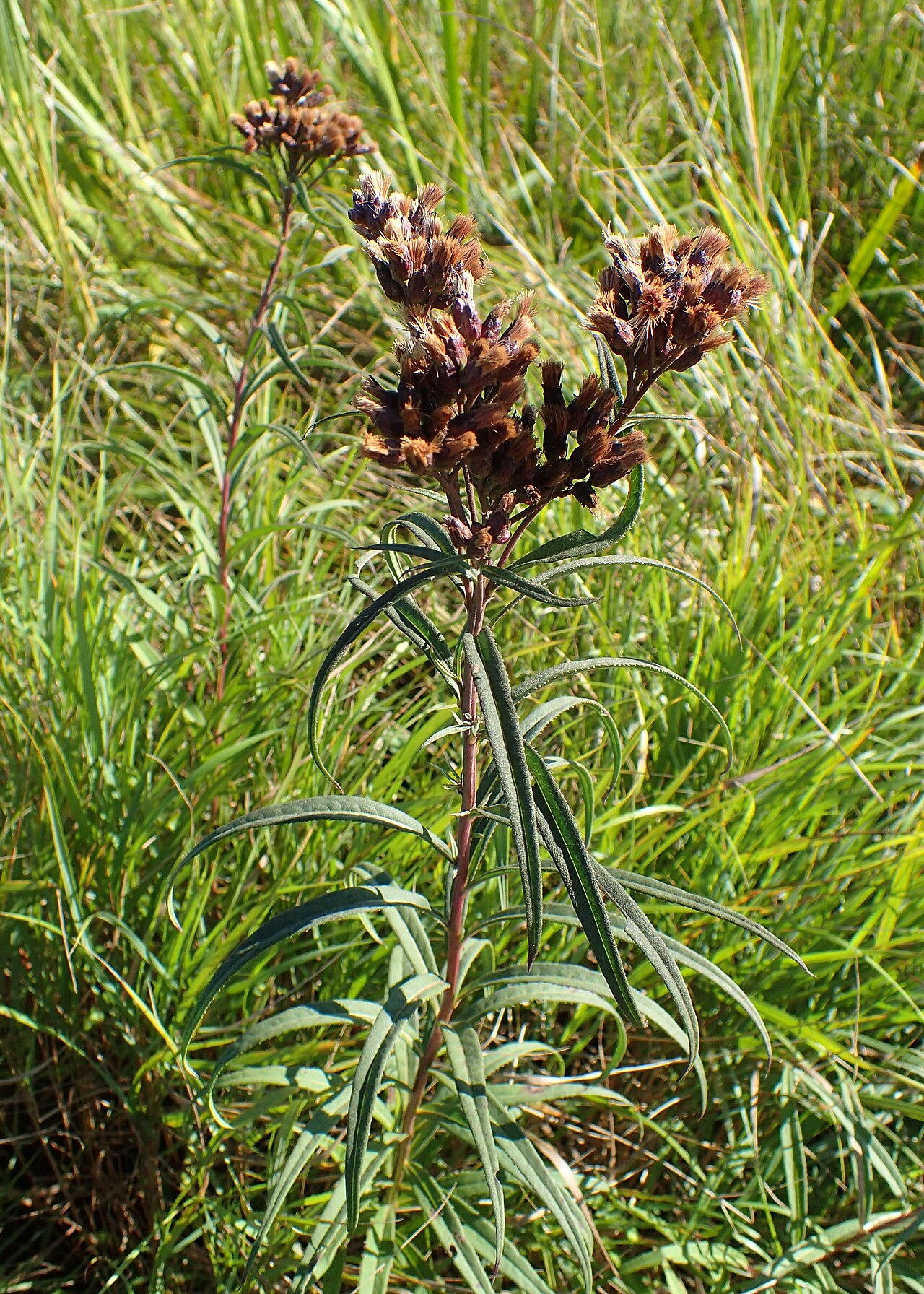 Prairie Ironweed (Vernonia fasciculata) - PlantNative.org Prairie ironweed at Chicago Botanic Garden as its heads mature toward seed.