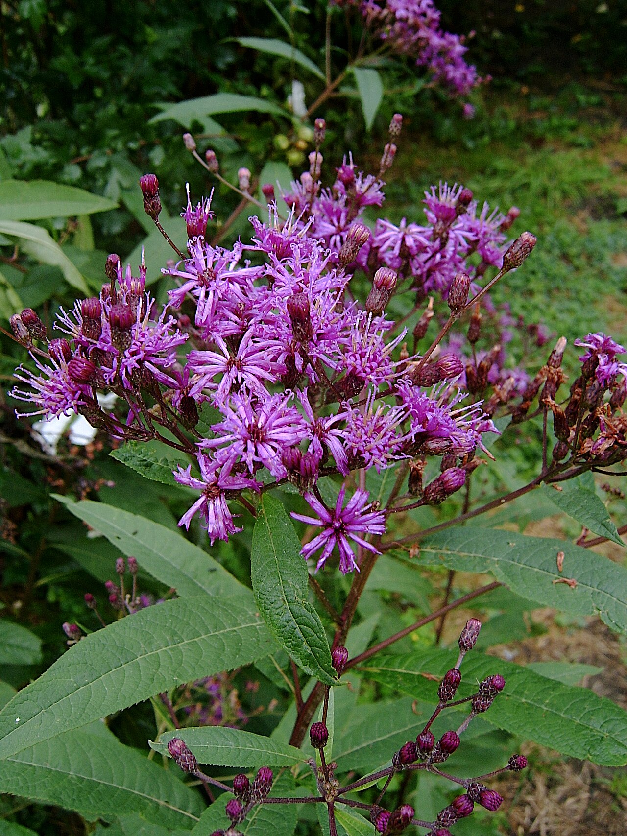 Giant Ironweed (Vernonia gigantea) - PlantNative.org Giant ironweed flowers and toothed leaves in Pittsburgh, Pennsylvania.