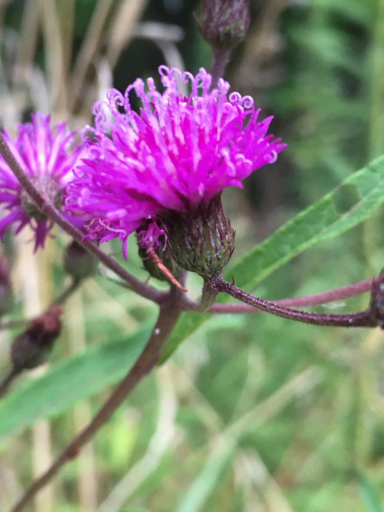Giant Ironweed (Vernonia gigantea) - PlantNative.org A close view of the tubular florets and enclosing bracts of Vernonia gigantea.